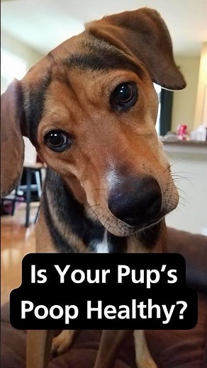 Healthy Dog Poop? 🤔 (Quick Guide)