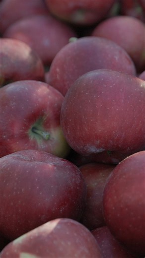 Let's debunk: Food Grade Wax 🍎 #CosmicCrisp apples have a natural, thin wax coating that keeps them at their absolute crunchiest, freshest & juiciest. Not to mention, it washes right off when you're ready to eat. 👇 Drop your questions about storage practices & food grade wax in the comments! | Cosmic Crisp Apple