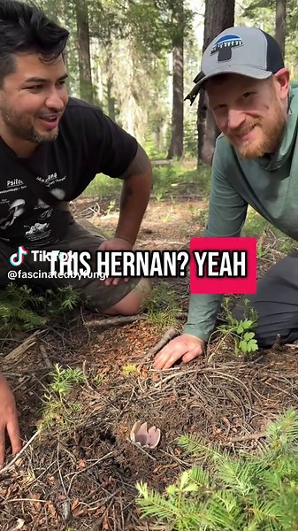 Ascomycete Purple Crown Cup Spore Release Demonstration