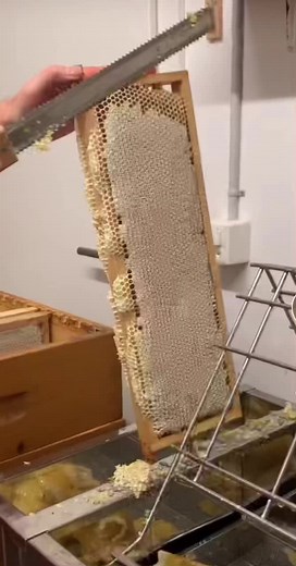 Extraction du miel: Techniques et astuces des apiculteurs