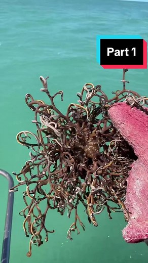 Part 1 of the basket starfish. Poor guy was lost in the Florida Bay and turned up in a stone crab trap. Weirdest sea creature you’ll see all day. #fishing #seacreatures #lovecraft #weird #biodiversity