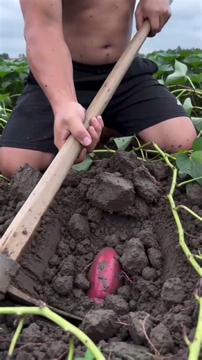 Agronomy: Damage-free Sweet Potato Harvesting |農芸技術：サツマイモの非破壊収穫法