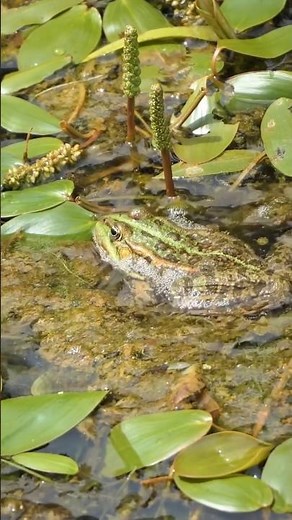 Amazing Frog Life in the Wild 🐸 | Bubble Nest & Beautiful Nature | 4K Wildlife Shorts