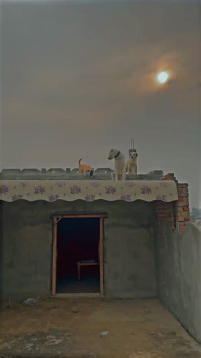 Celebrating Dog Lovers: The Joys of Animal Companionship