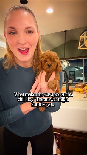 Kirsten | Pacific North West Cavapoo’s LLC | training tips | What makes the Cavapoo such a chill, relaxed dog? 🤍 Great question—and here’s my honest take. It’s the Cavalier King Charles Spaniel... | Instagram