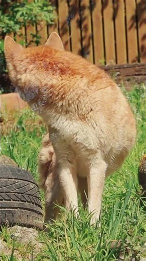 This Dingo Sound Make Me Sad 🙄 #shorts