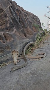 510K views · 3.3K reactions | Amazing Cobra Vs Rat Snake Fight #fbreels | Prakash Animal Welfare | Facebook