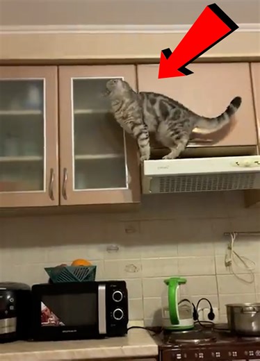 2.7K views · 32 reactions | Tom & Jerry In Real Life But With More Fails 藍 | Queen of my own castle | Facebook