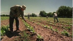 Cámara de Tabaco: acordaron nuevo precio en el norte