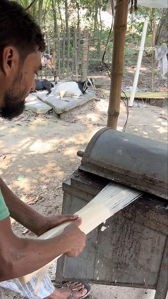 Amazing Technique to Extract Valuable Fiber from Banana Trees
