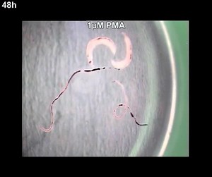 File:Protein-Kinase-C-and-Extracellular-Signal-Regulated-Kinase-Regulate-Movement-Attachment-Pairing-and-pntd.0002924.s009.ogv - Wikimedia Commons
