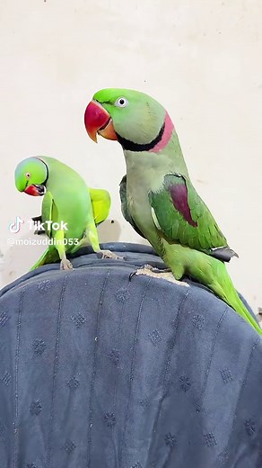Talking Parrots: The Amazing World of Parrot Communication