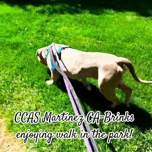CCAS Martinez CA-Brinks enjoying walk in the park!