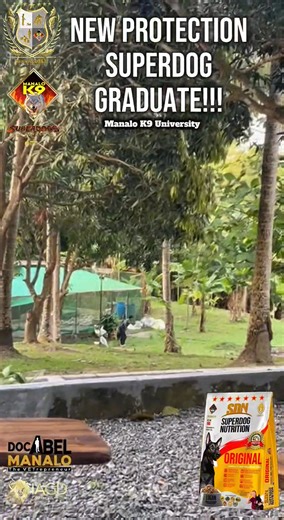 55K views · 677 reactions | NEW PROTECTION SUPERDOG GRADUATE!!! First Transfer of Commands Contact Ms. Zhyra Ceñir of Team Extreme Aces for inquiries. #dogtraining #manalok9 Manalo K9 | Doc Abel Manalo | Facebook