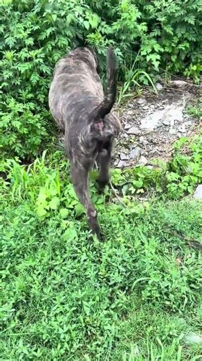 #普雷萨加纳利犬 #护卫犬魅力 #看看你家的护卫犬