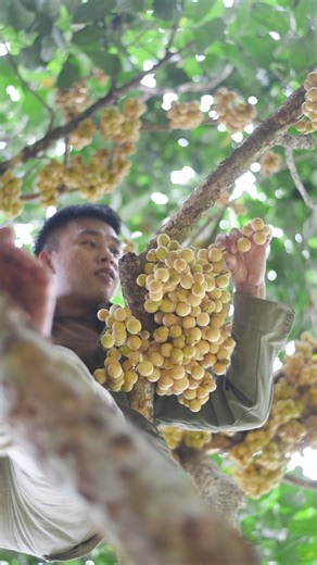 Bòn bon là món quà thiên nhiên ban tặng người dân miền núi quê tôi. Tìm những cây bòn bon vỡ kế hoạch mọi người cùng Tí đi hái nha... | Bếp bên sườn đồi