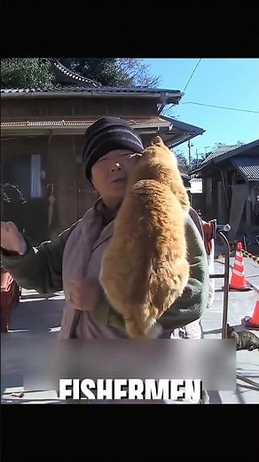 Why Do Thousands Visit This Cat Island? 🐱