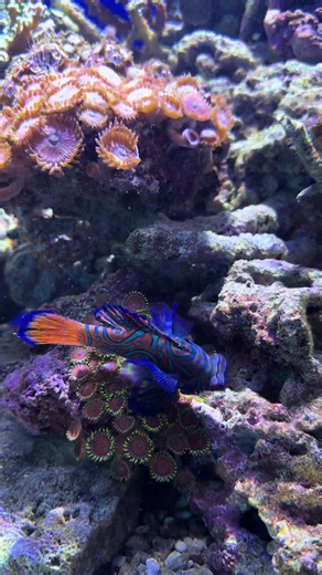 美しい熱帯魚に癒される水族館の魅力