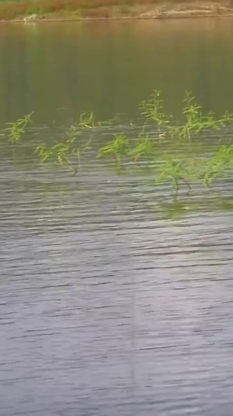 8.4K views · 1.2K reactions | Slow-Mo explosions Who else loves catching BIG BASS on a frog Get two frogs FREE  www.BassU.tv/bass/fb630 #bassfishing #bassuniversity #topwaterfishing #fishing | Bass University | Facebook