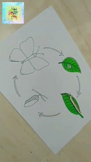 Butterfly's life cycle drawing ll how to draw life cycle of a butterfly ll YouTube shorts ll