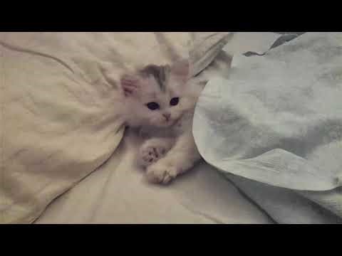 New sealed enamel growing