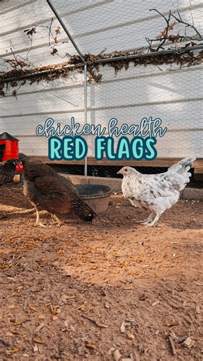 Ignoring these red flags could cost you eggs or worse, your flock. Chicken health worries are real and the earlier you catch issues, the better. Here are 3 common problems every chicken keeper should watch for: 🪳 Mites and Lice: Look for feather loss, scabs on legs or restless hens at night. 🪱 Worms: Watch for weight loss, messy droppings or a drop in egg production. 😮‍💨 Respiratory Infections: Sneezing, coughing, runny eyes/nose or wheezing are all signs something’s wrong. ✔️ Quick checks d