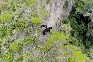 The Americas Captured the High Altitude, High-Stakes Lives of Spectacled Bears