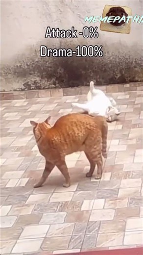 #funny #cats #meme #best #compilation #memepathia