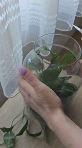Biljni terarij jedino je bilje koje je u mom domu izdržalo 🥰 uz plastične tulipane 😃 | Kokolino by Anita Baćurin
