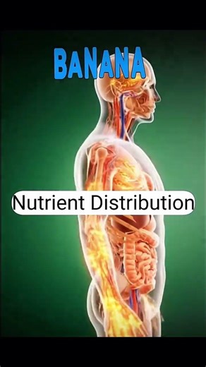 Banana inside your body- 3D animation reveals the truth