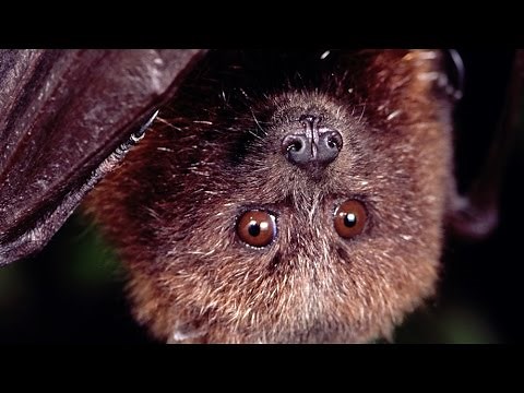 Baby Rodrigues flying foxes born at Oregon Zoo