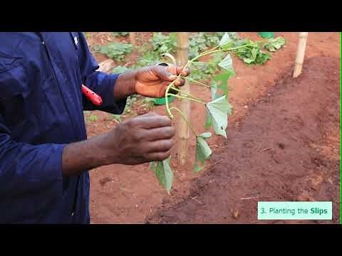 Planting Sweet Potatoes From Slips