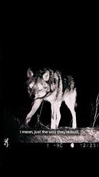 'Coywolf' investigates the eastern coyote hunting controversy in Vermont