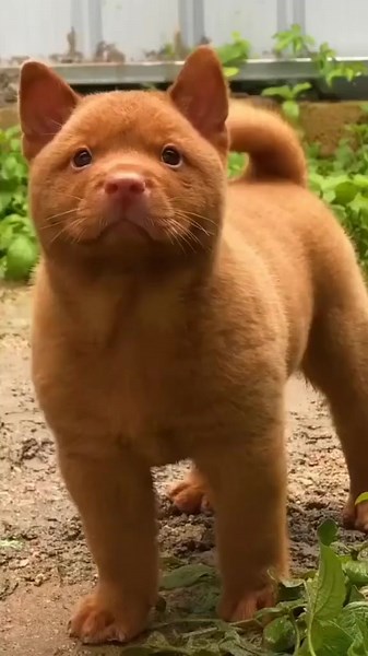 red cantonese bear dog price DM