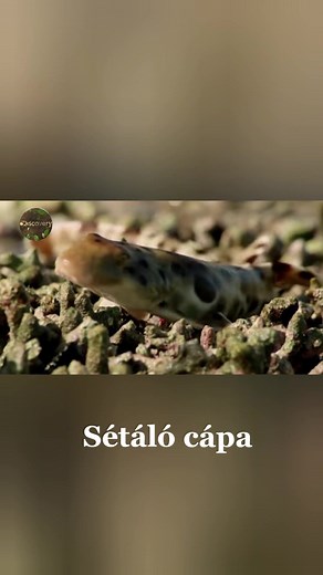 Válasz @cityimi részére A szemfoltos bambuszcápa az egyetlen cápafaj, amely képes a szárazföldön is mozogni különleges, lábakhoz hasonló uszonyaival. Ha egy példány a partra sodródik, képes a szárazföldön is lélegezni, amíg vissza nem mászik a vízbe. #foryou #foryoupage #bambuszcápa