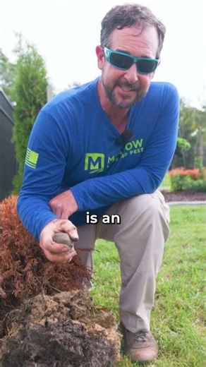 How to Fix Root Rot in Trees