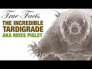 True Facts About Tardigrades