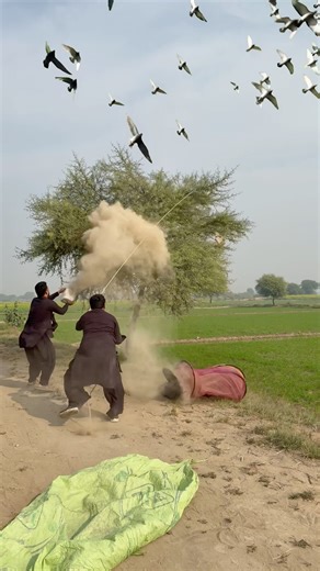 Amazing Finches Birds Hunting 🐦 #birdhome #wild# #nest #farming #shorts