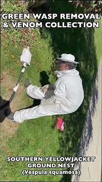 INTENSE ATTACK INSTINCT! SOUTHERN YELLOWJACKET WASPS EXPLODE FROM LARGE UNDERGROUND NEST! RELOCATED!