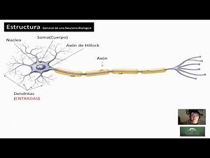 Redes Neuronales - 1.2 Estructura de una Neurona Biológica - Hackeando Tec