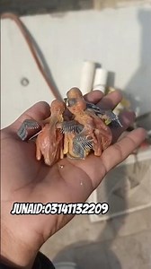 Ma Sha Allah 🥰🥰🥰 beautiful java sparrow breeding progress #birds #javasparrow #chicks #lovebirds