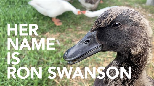 A unique duckling begins mimicking the behavior of its goose companions