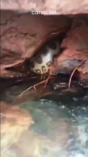 Sucuri gigante é resgatada em resort de Rio Verde; veja