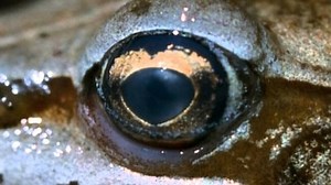 Watch How the Universe Works Season 3 Episode 8 - Starman