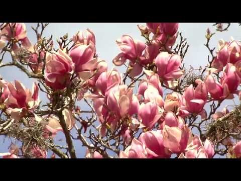 Japanese magnolias can be planted now