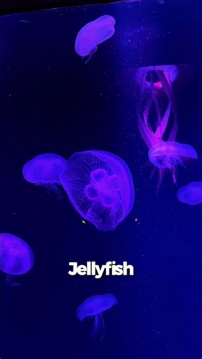 Meet the stars of SEA LIFE Malaysia! 💫