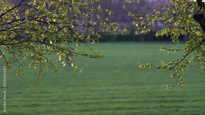King George's park in London at Sunset, wind blowing through the trees at golden hour. Kids out of focus playing in the distance.