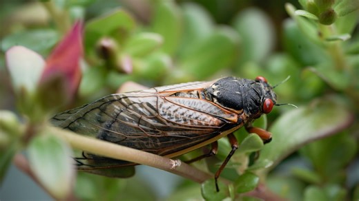 2024 cicadas map: Here's where to see trillions of insects. Want quiet? Avoid these states