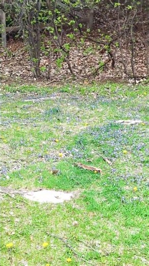 What are these purple flowers called