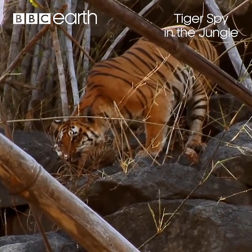 5.4M views · 38K reactions | These tiger cubs are just 10 days old! ﻿﻿﻿ ﻿ ﻿﻿Celebrate our tremendous tigers this #InternationalTigerDay on BBC Earth | BBC Earth | Facebook